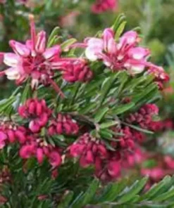 Grevillea ‘Tuckers Dwarf’