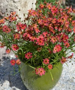 Coreopsis ‘Rum Punch’