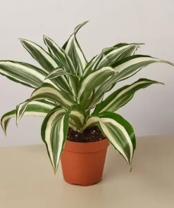 DRACAENA SMALL HEADCUT – HEIGHT 30 CM