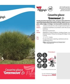 Casuarina ‘Green Wave’ Sheoak