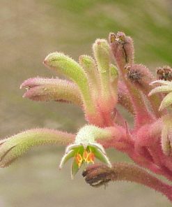 Anigozanthos onycis – Branched Cat’s Paw seed x 1gram – approx 1550 seeds (bulk)