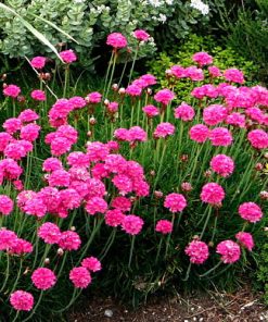 Armeria Pink ‘Splendens’ – Armeria maritima cv seeds x50
