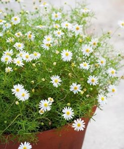 Brachyscome White – White Swan River Daisy x100 approx