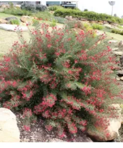 Grevillea rosmarinifolia Crimson Villea TM ‘H16’