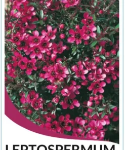 Leptospermum rubrum nana ‘Dwarf Red Tea Tree’