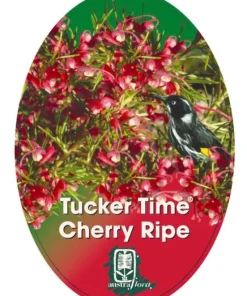 Grevillea ‘Cherry Ripe’