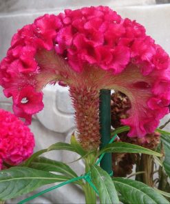Celosia cristata cv – Celosia Toreador seed x100