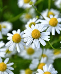 Chamomile