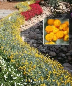 Chrysocephalum ‘Desert Flame’ Yellow Buttons