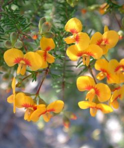 Dillwynia retorta – Heath Parrot Pea seeds x20