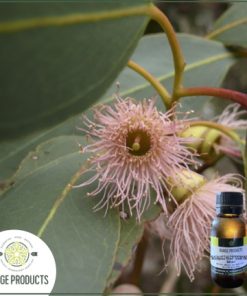 Eucalyptus Peppermint Essential Oil (Eucalyptus dives)