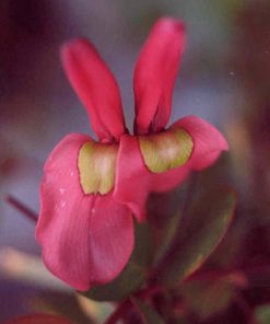 Kennedia beckxiana – Cape Arid Creeper seed x 20