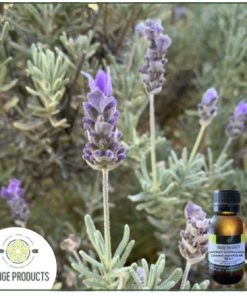 Australian Lavender Essential Oil