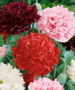 Papaver paeoniflorum cv – Peony Poppy Double Mix seeds x500 (bulk)