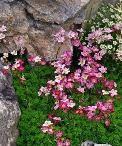 Saxifraga x arendsii cv – Mossy Saxifrage Floral Carpet seeds x50