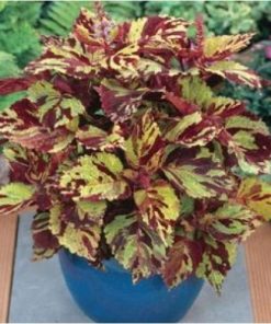 Solenostemon x hybrida – Coleus Fairways Mosaic seeds x40