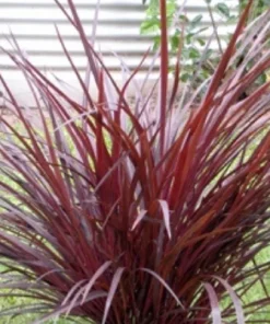 Cordyline australis ‘Designer Burgundy’