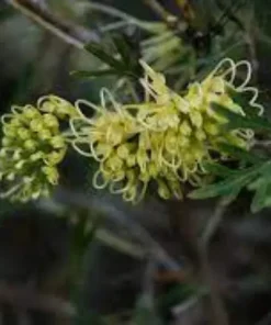 Grevillea ‘Lemon Supreme’