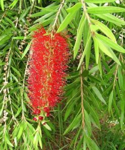Callistemon viminalis – Weeping Bottlebrush seeds approx x200