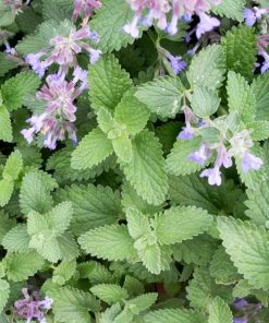 Catnip