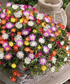 Dorotheanthus bellidiformis – Livingstone Daisy Mix seed x200