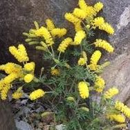 Acacia drummondii – Drummond’s Wattle Seed x 1000 (bulk)