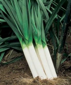 Allium porum – Leek – Bulgarian Giant seeds x 50