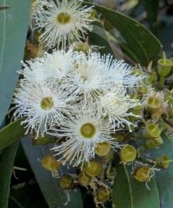 Corymbia maculata – Spotted Gum Pure Seed x 300 (bulk)