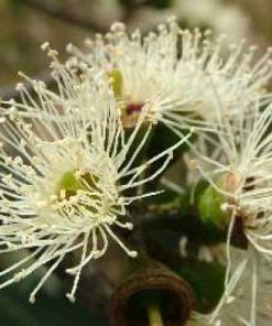 Eucalyptus ovata – Swamp Gum seed x200