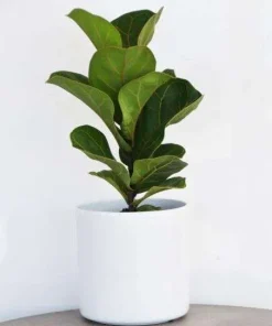 Ficus Bambino ‘Dwarf Fiddle’ Leaf Fig